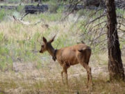 Trauma Treatment From a Global Perspective A lone deer standing in a grassy woodland area.