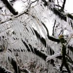 icicles-on-tree