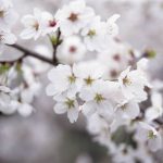 white cherry blossom 600