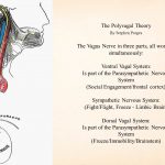 The+Vagus+Nerve+in+three+parts,+all+working+simultaneously_