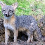 grey-fox-alert