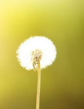 Dandelion against a soft green background.