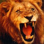 Lion_roaring