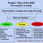 Polyvagal-Autonomic-Nervous-System