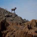 mountain sheep single