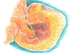 Microscopic image of a developing embryo inside an egg.