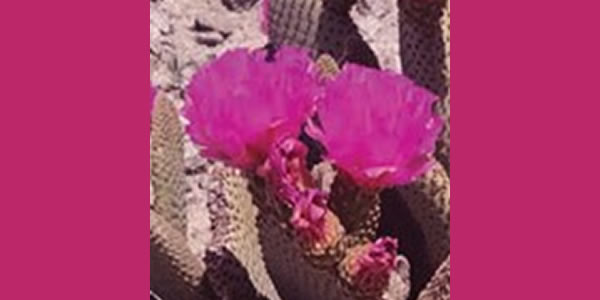 Close-up of a cactus with vibrant pink flowers blooming.